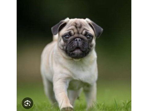Mute kaliteli pug