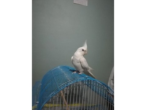 Konuşan albino sultan papağanı