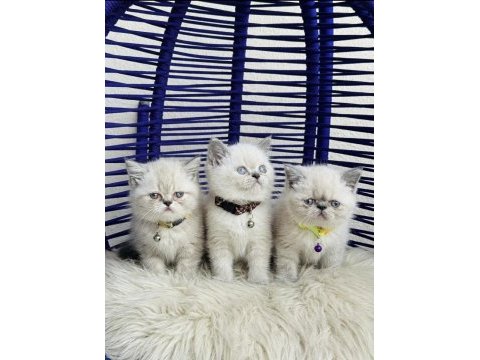 Exotic shorthair sevimli yavrular