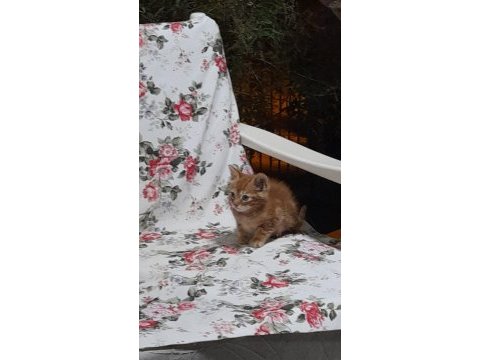 Cesme ovacik mevkinde sarman yavru kediler