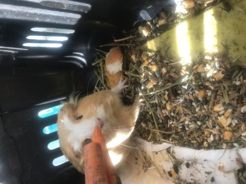 Guinea pig dünya tatlısı anne sütünden kesildi bebek