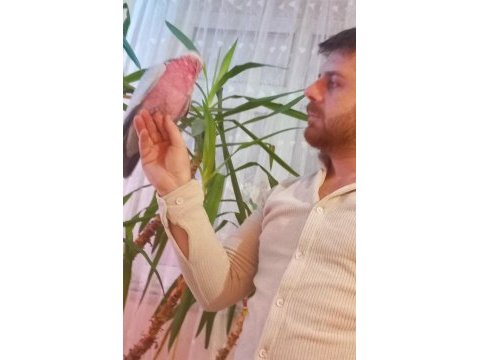 Evcil gül kakadu