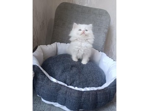 British longhair beyaz ve blue point yavrularımız