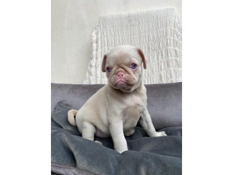 Farklı olmak isteyenlere özel exotic pink pug bebek