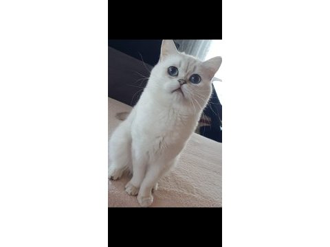 British shorthair lussy yeni ailelerini arıyor