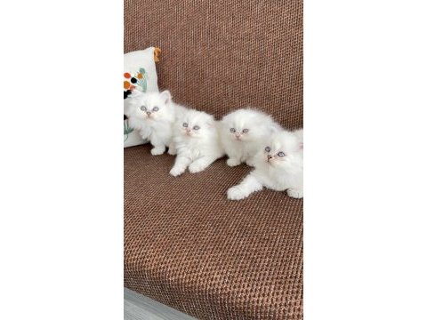 Kar topu sevenlere bebek kedilerim
