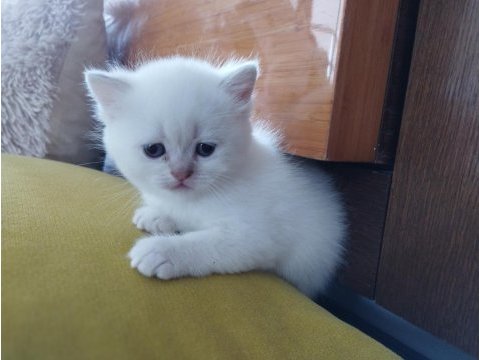 Şecereli anne ve babanın scottish yavruları
