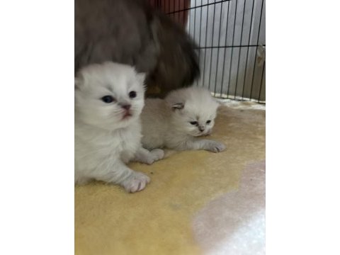 Scottish fold tontişlerim