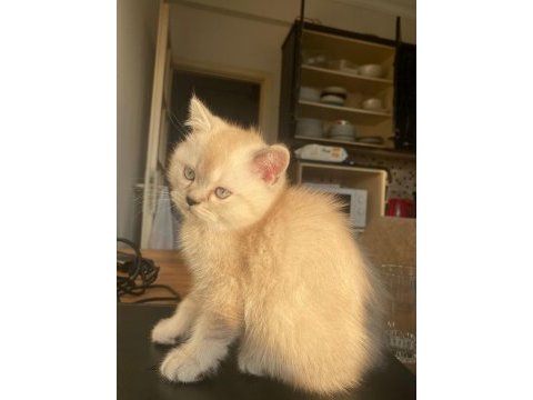 British shorthair blue point