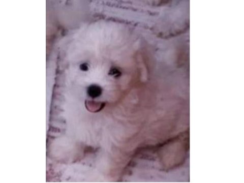 Maltese terrier sağlıklı