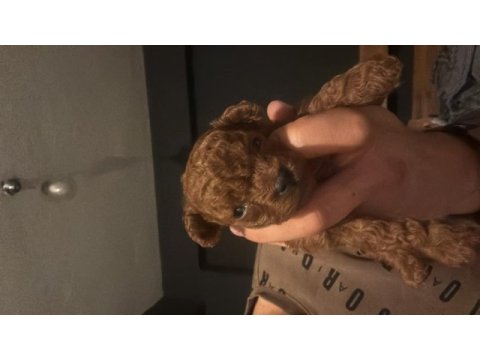Tea cup poodle yavrumuzu sahiplendiriyoruz