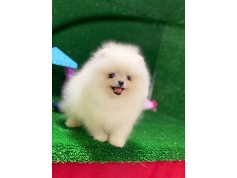 Blacks petshop garantisiyle sağlık garantili pomeranian
