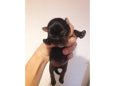 Yorkshire terrier bebekler