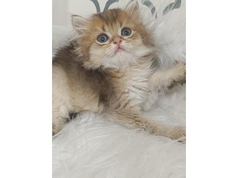 Acil bursa british longhair ny 25 erkek yavru
