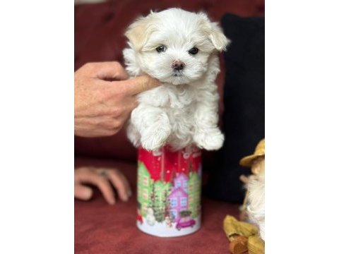 Tea cup maltese terrier yavrular ziyarete açık