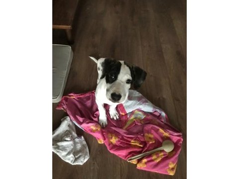 Köpeğimiz pamuk kalıcı yuva arıyor