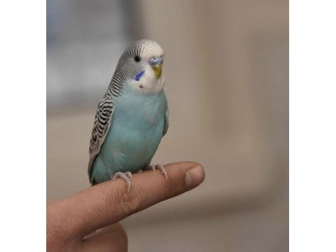 Bebek muhabbet kuşu