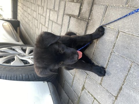 Has labrador yavrusu