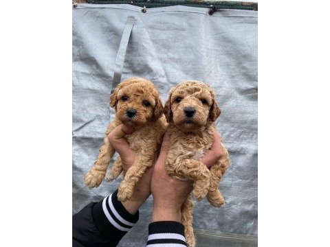 Orijinal toy poodle yavrular