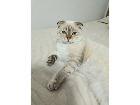 Scottish fold kedimiz yeni yuvasını bekliyor