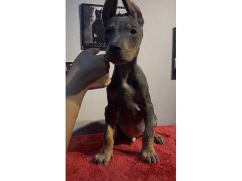 Baba albino egzotik blue renk doberman yavrular