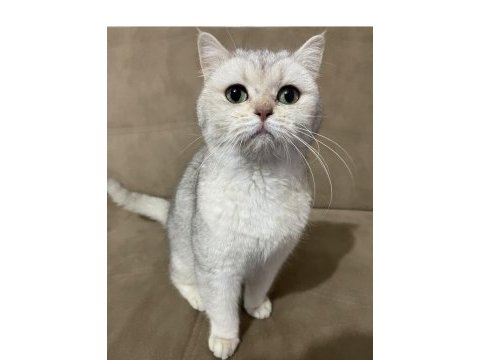 Harika silver scottish straight kedilerim (hamile)