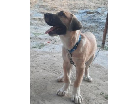 Boz çoban köpeği