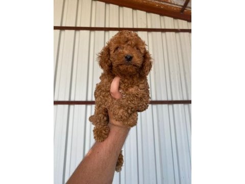 2 aylık erkek/dişi toy poodle