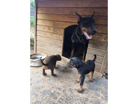 Sağlıklı orjinal a kalite doberman