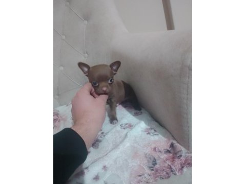 Şivava köpeğimiz acil yuva arıyor