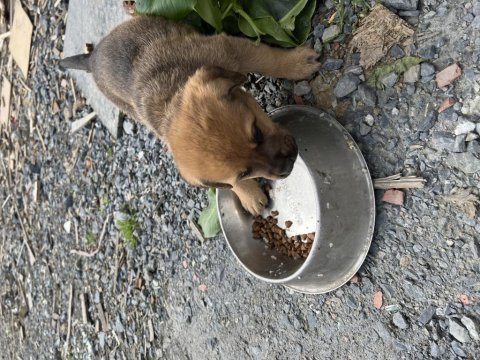 Rottweiler can dostlara sıcak yuva