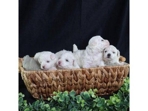 Bichon frise türkiye de