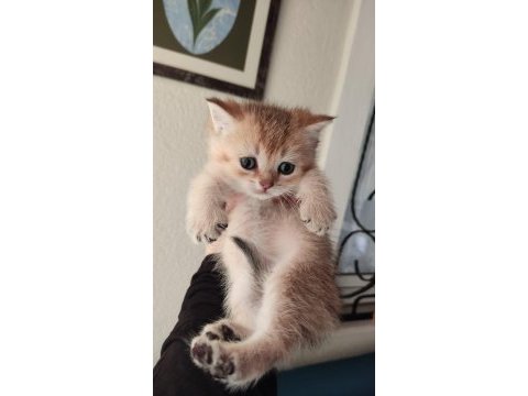 Orjinal british shorthair teslime hazır