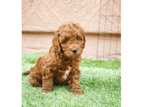 Poodle köpek yavruları