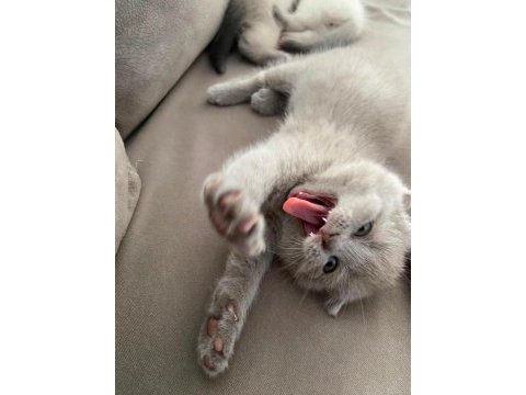 2 aylık scottish fold