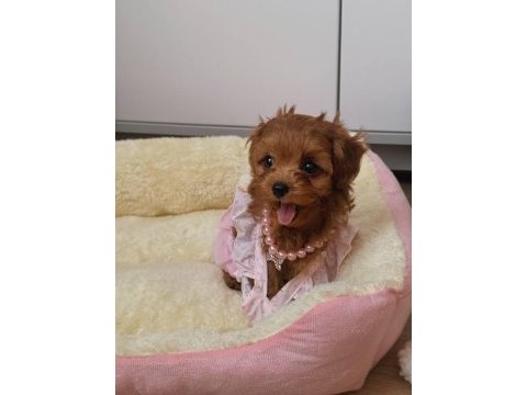 Kore maltipo poodle ayarında