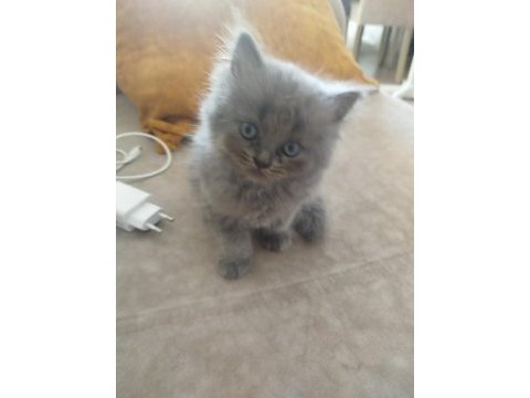 1.5 aylık british longhair