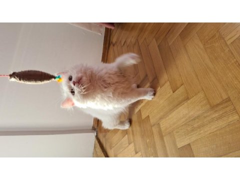 Güzel british longhair kızımız