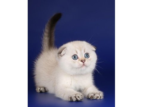 Mırmır delisi şeker gibi scottish fold yavrusu