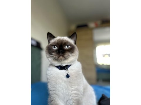 Oğluma (erkek kedime) yeni yuva arıyorum