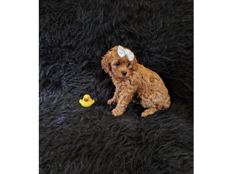 Peluş bir poodle kız