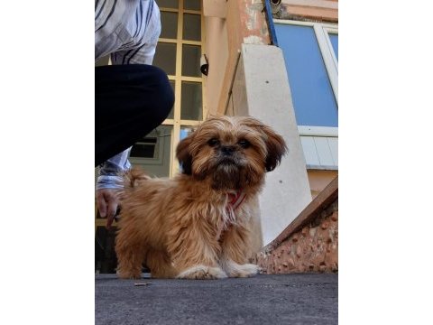 Güzellik sevimli ve bağımlılık abidesi köpeğimiz