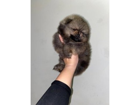 Pomeranian boo erkek safkan yavrular