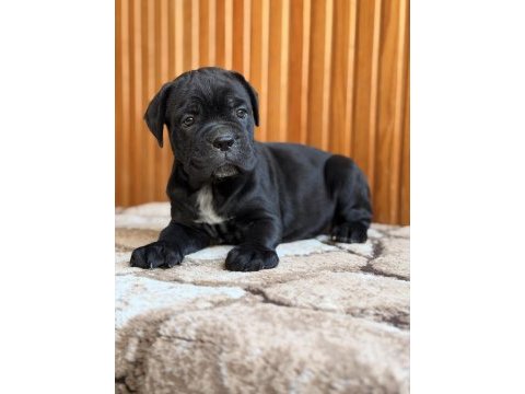 Dev adayları cane corso