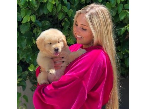 Golden retriever yavrularım