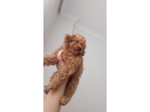 Toy poodle köpeği 4 aylık