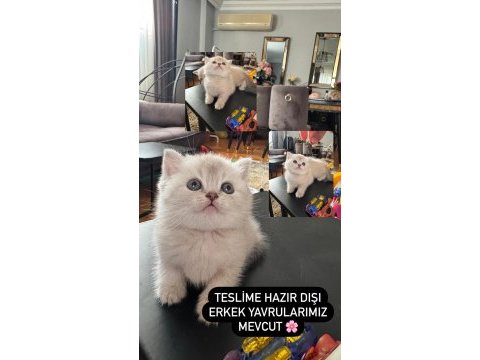 A kalite son 2 yavru british shorthair