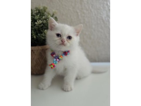 British shorthair pamuk beyazı yavrular