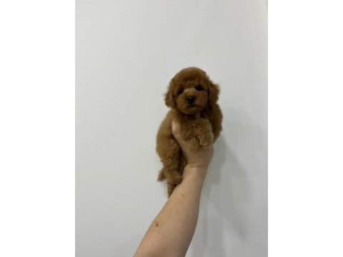 Orjinal toy poodle erkek yavrumuz ırk ve sağlık garantili