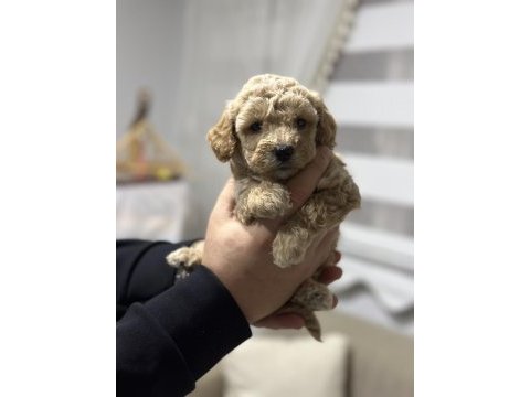 Mini maltipoo yavrular